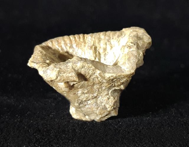 Goniophyllum pyramidale (HISINGER 1831) - Bild © FossNet FossilienStore